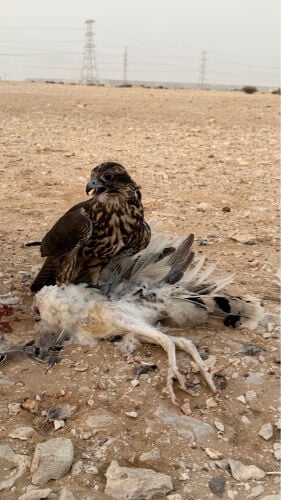 فرخ جير حر 