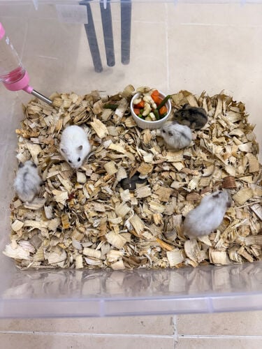 Dwarf Hamsters