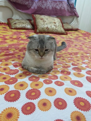 سكوتش شانشيلا للتبني