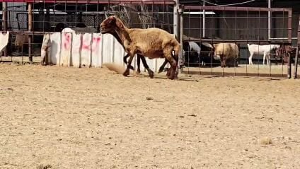 للبيع شوهات سوريه طيب