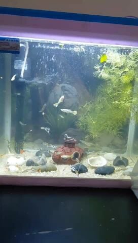 guppies
