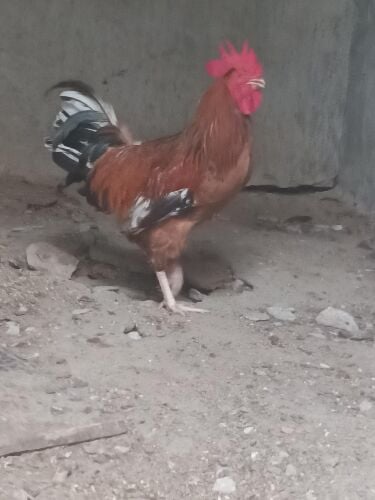 rooster