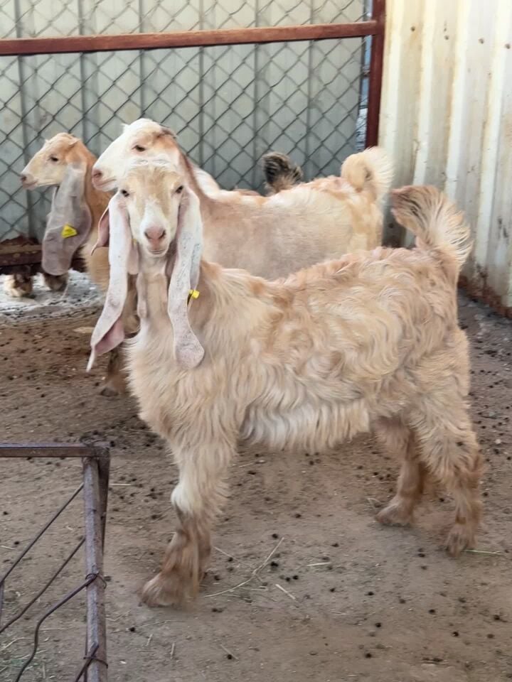 female goat 