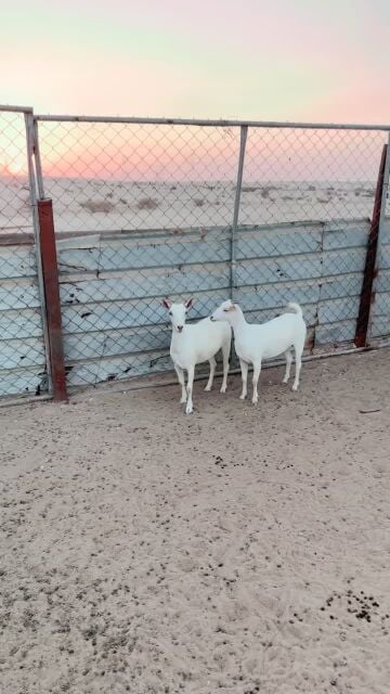 عمانيات برص