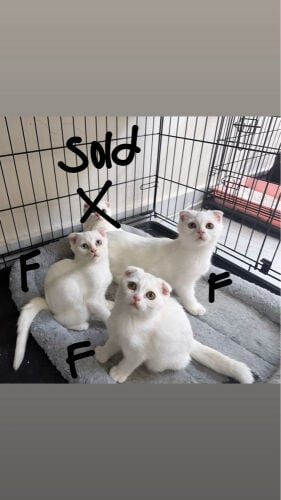 Scottish Kittens for Sale