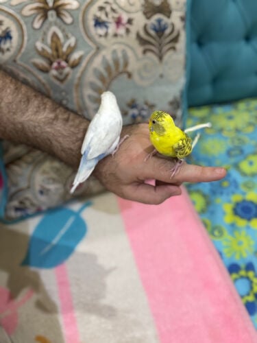 زوج بادجي اليف