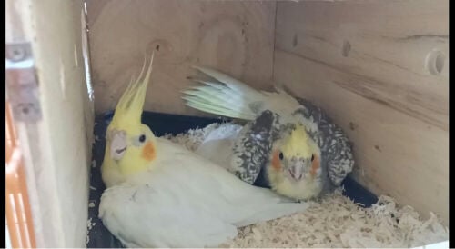 فرصة لمحبي الانتاج لن تعوض اليوم 