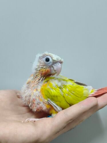 Sun cheek conure check