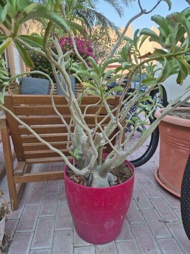 Outdoor plants