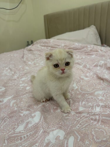  Scottish Fold kittens for sale