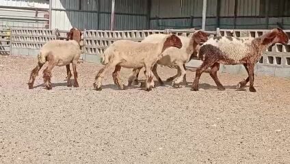 للبيع رخال طيبه مقنوي