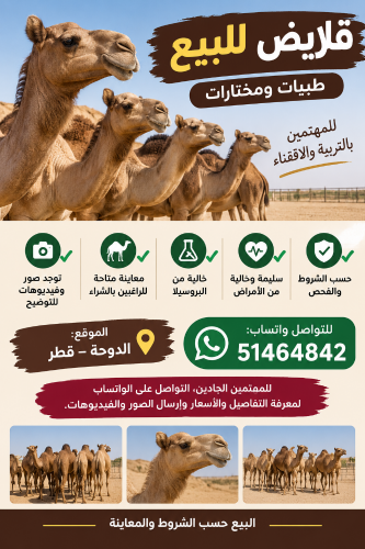 قلايص للبيييع