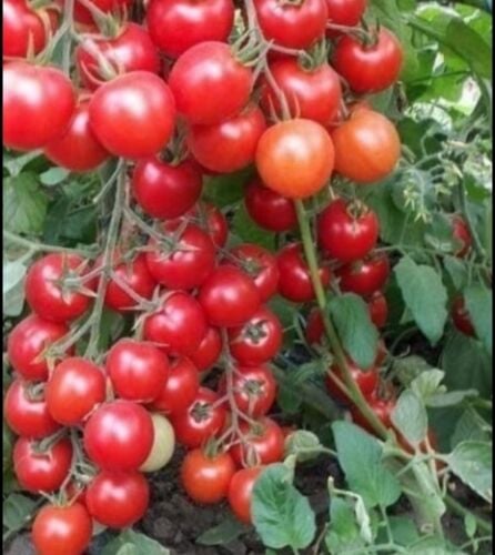جميع زراعه الخضار