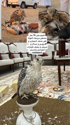 جير 78 بكر
