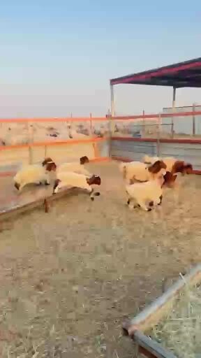 رغايث طيبه 