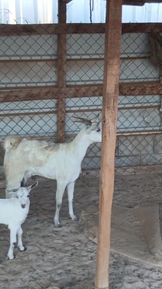 ماعز عمانيه تحتها تيس