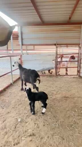شاه دعاويه رغوث