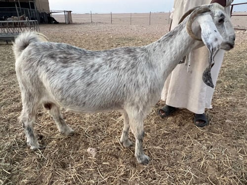 دفيع سونار