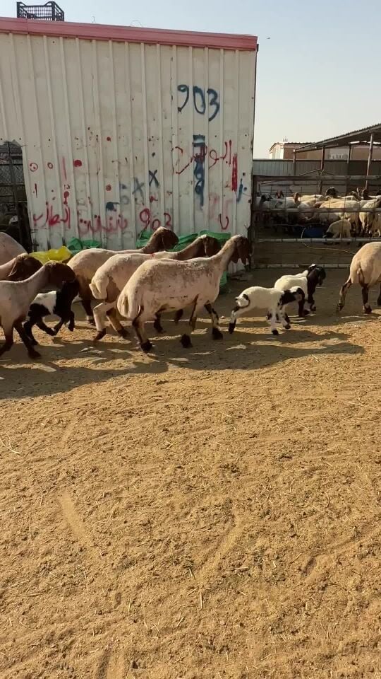 للبيع غنم سوري طيبة 