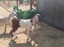 للبيع تيوس زبايح طيبه