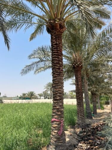 جميع انواع النخيل والاشنطونيا