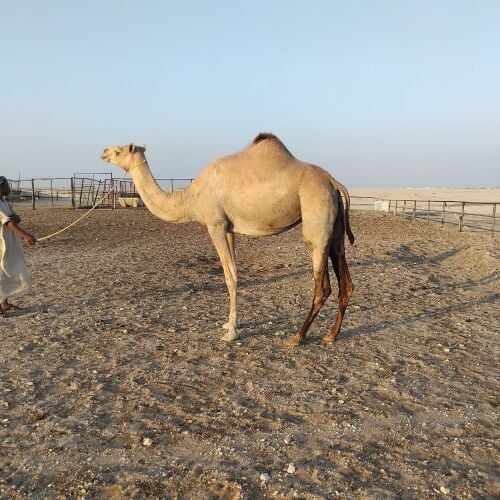 لقحه علي سهراب