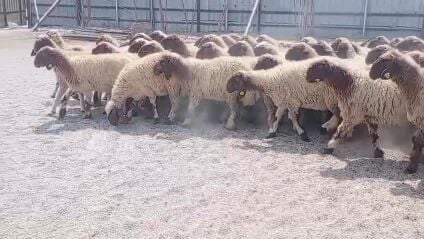 رخال سوريه دبس