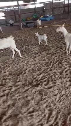 معرا صلاليه