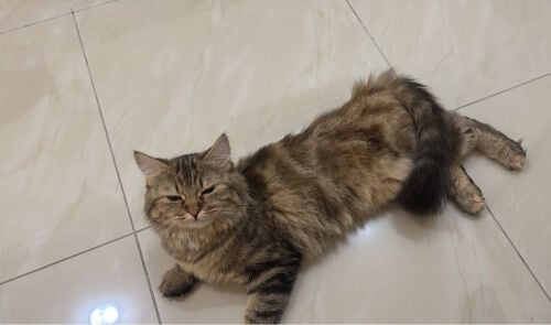 sukara and brownie 