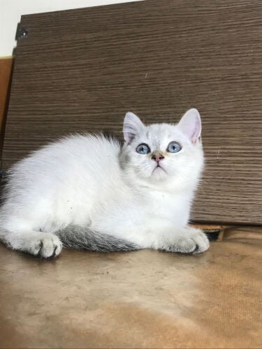 British sorthair silver kitten 