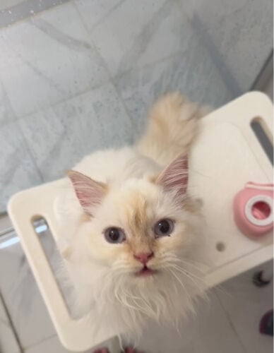 Persian cat