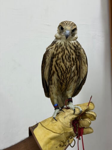 قرموشه 