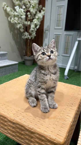 قطط
