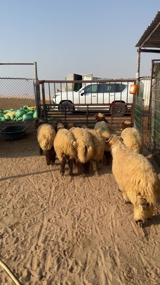 خرفان