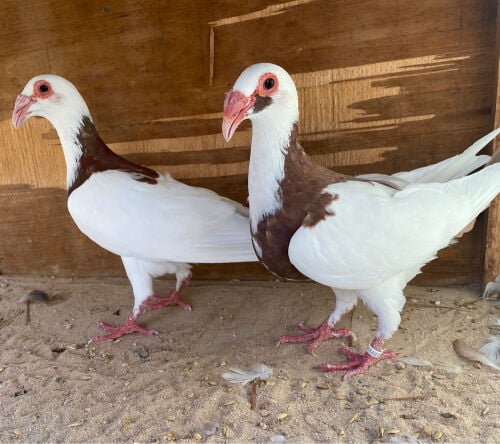 جوز سكندرون مسوبع أحمر