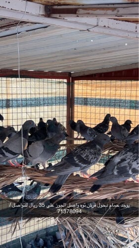 حمام دحول فرش للبيع الجوز ب 35
