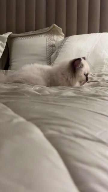 Himalayan cat 