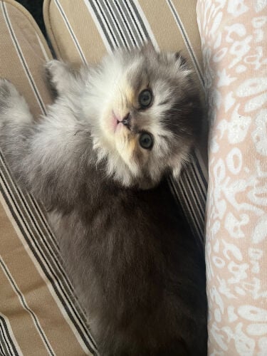 Scottish Fold Persian Mix kitten 