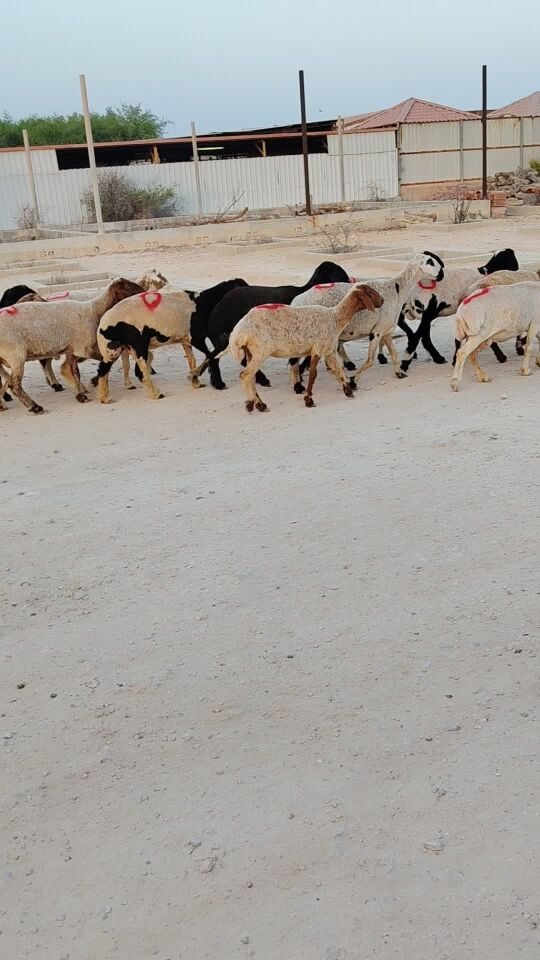 شويهات سوريات دفييييع ماشاءالله