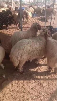 خرفان نعيم فل كرايم 
