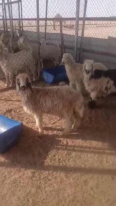عرب وحريات 