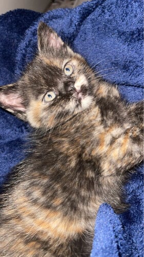Special Color female kitten Adoptio
