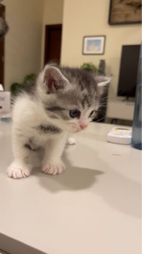 Amazing tabby kitten male for adopt