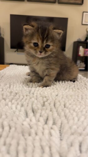 UniqueCinnamon color female British