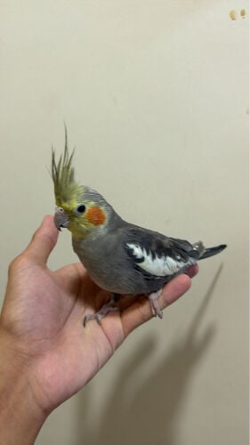 handtamed bird 