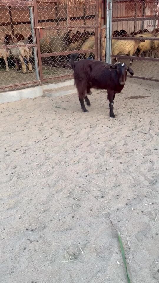 للبيع عنز شاميه طيبه 