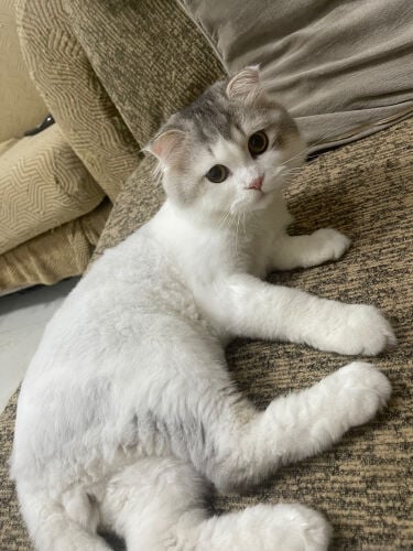 Leo