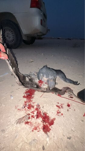 جير تبع ار بي جي