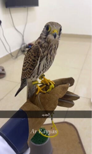 شرياص مربب