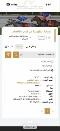حصان جمال للبيع ، ركوبه حار 